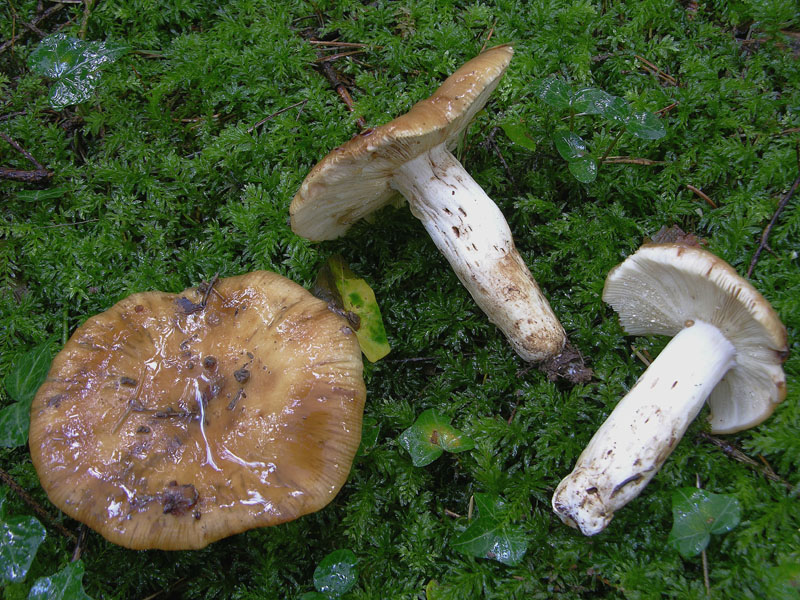 Russula foetens